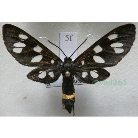 Amata phegea (Linnaeus, 1758) Oblaczek granatek Czech5f